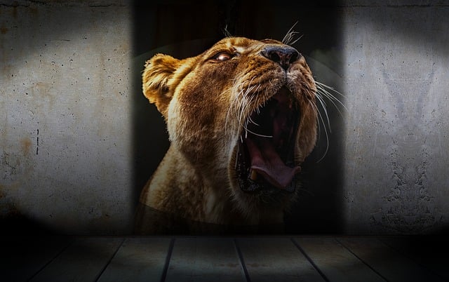 Free lion lion head denture illustration