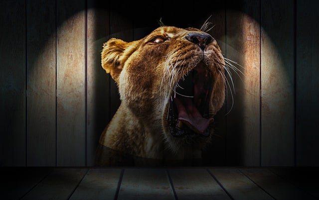 Free lion lion head denture illustration