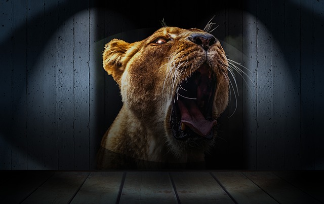 Free lion lion head denture illustration