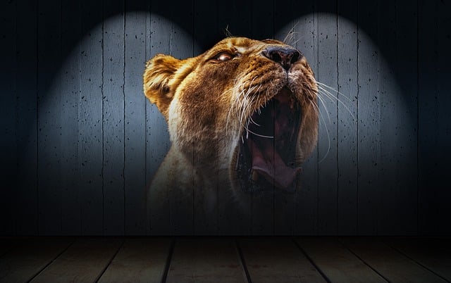 Free lion nature lion head illustration