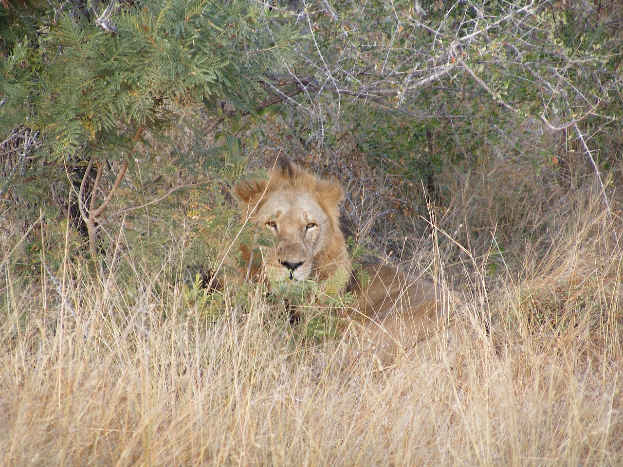 Lion Safari Africa - Free photo on Pixabay - Pixabay