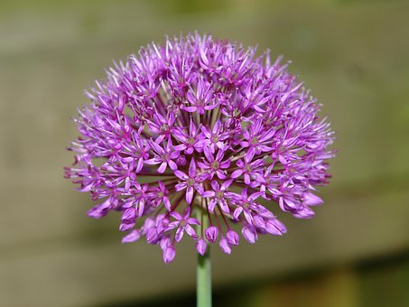 Free Allium Onion photo and picture