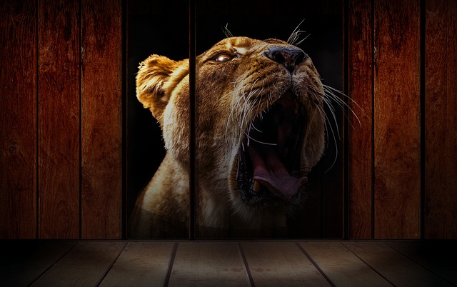 Free lion lion head denture illustration