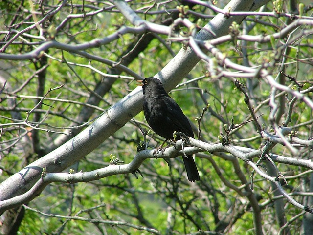 Free Bird Blackbird photo and picture
