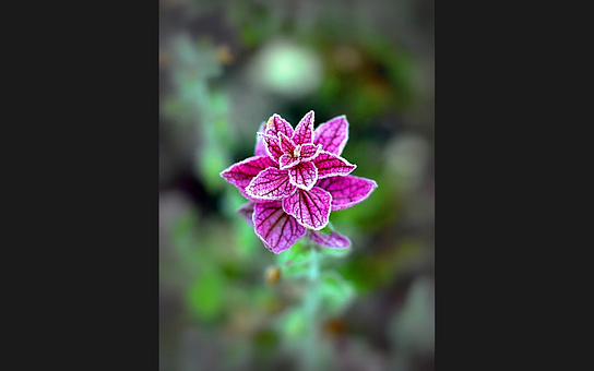 Free Purple Nature illustration and picture
