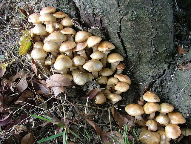 Free Mushroom Nature photo and picture