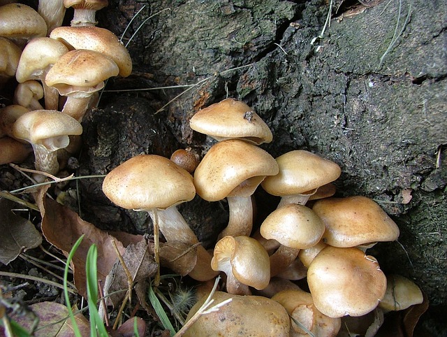 Free Nature Mushroom photo and picture