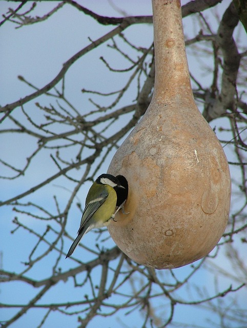Free Bird Nature photo and picture