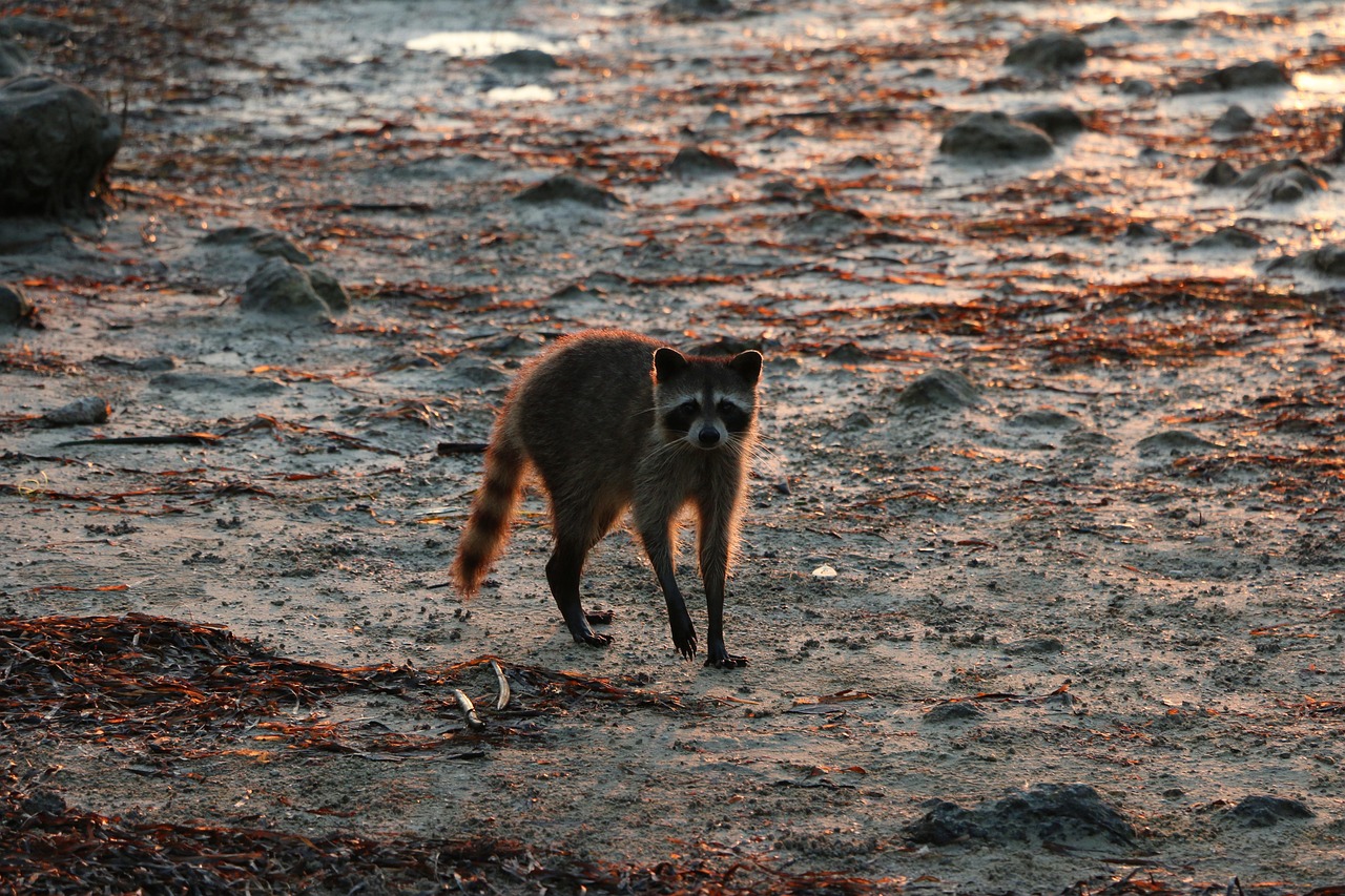 Raccoon Beach Wildlife - Free photo on Pixabay