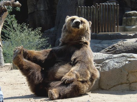 Bjørn, Dyr, Natur, Siddende, Grizzly
