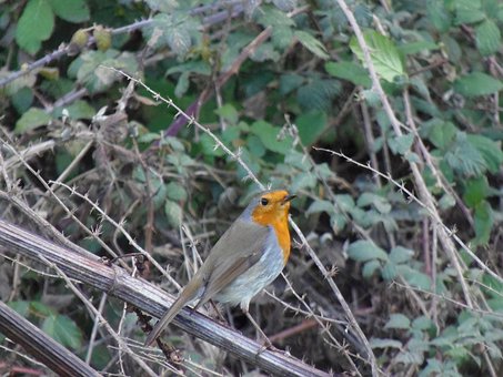 Robin, Fugl, Natur, Fjer, Mark