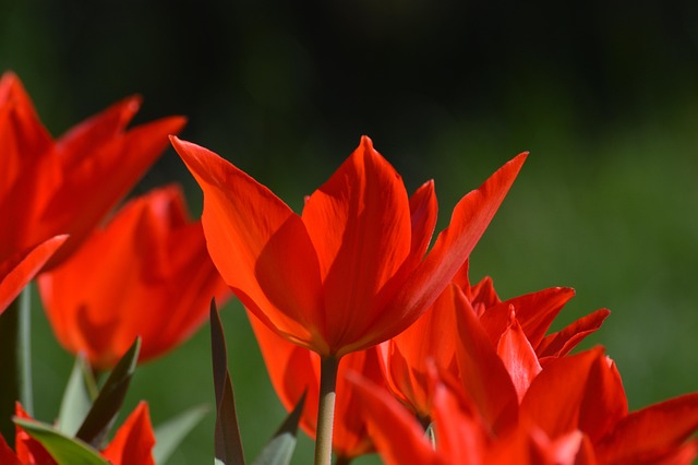 Free Flower Tulip photo and picture