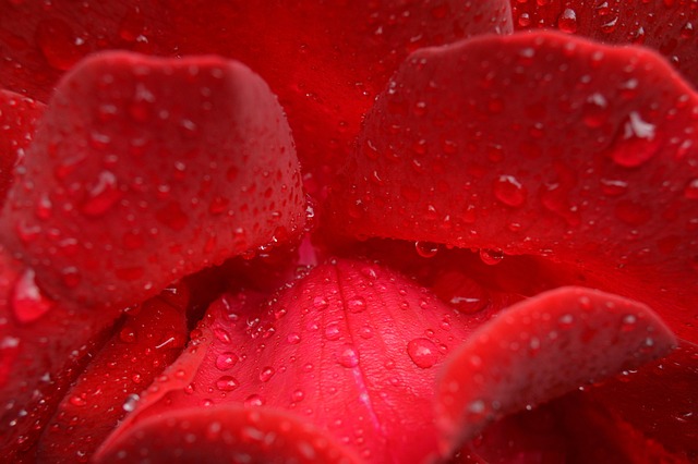 Free Rose Flower photo and picture