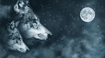 wolf, moon, night