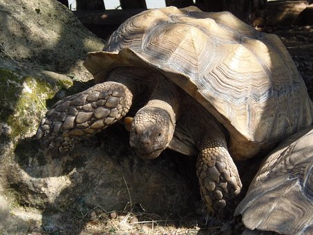 Skildpadde, Dyr, Krybdyr