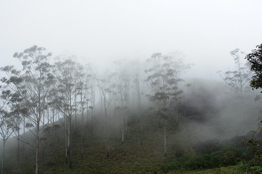 Free Trees India photo and picture