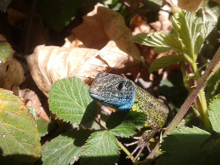 Lizard, Grøn, Blå, Krybdyr, Dyr, Wild