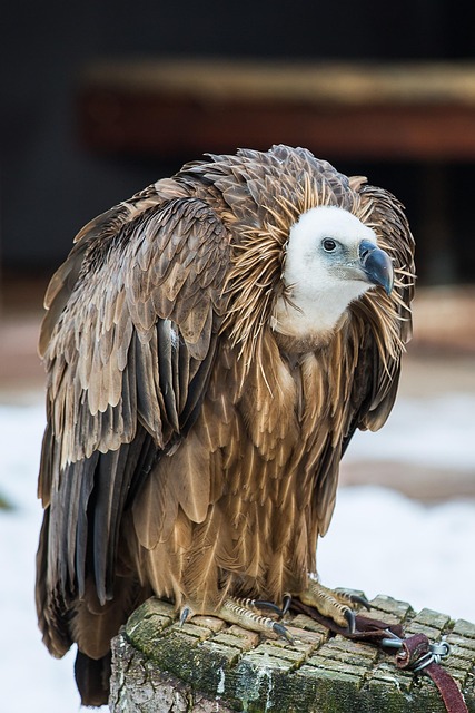 ハゲタカ 鳥 鷹狩り - Pixabayの無料写真