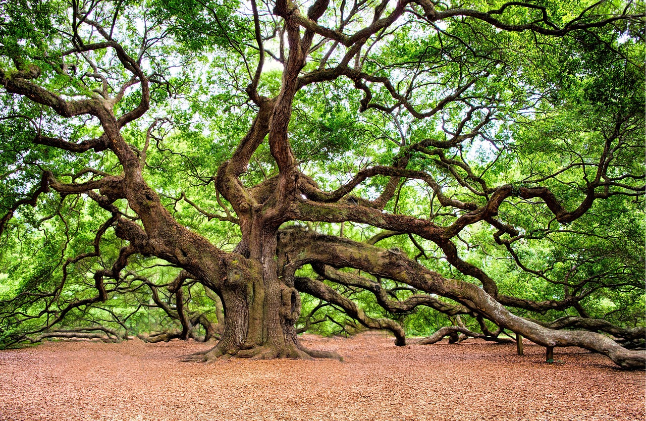 Engel Eiche Baum Riesige · Kostenloses Foto auf Pixabay