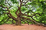 angel oak, charleston, wall art