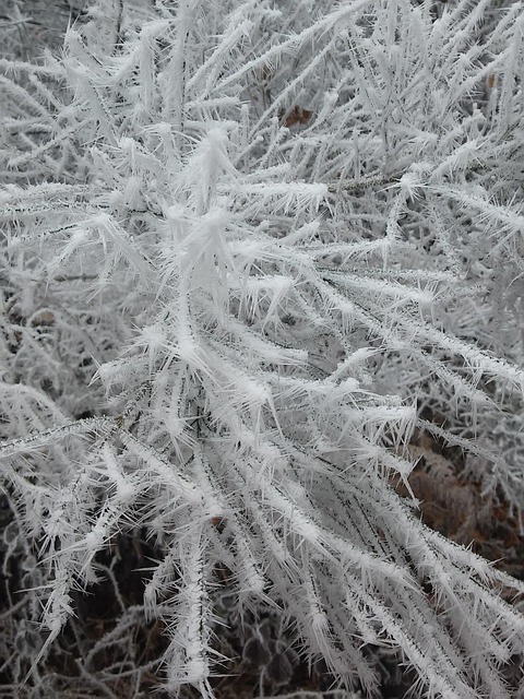Invierno, Helado, Escarcha, Invernal