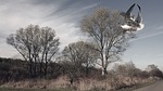 landscape, trees, birds