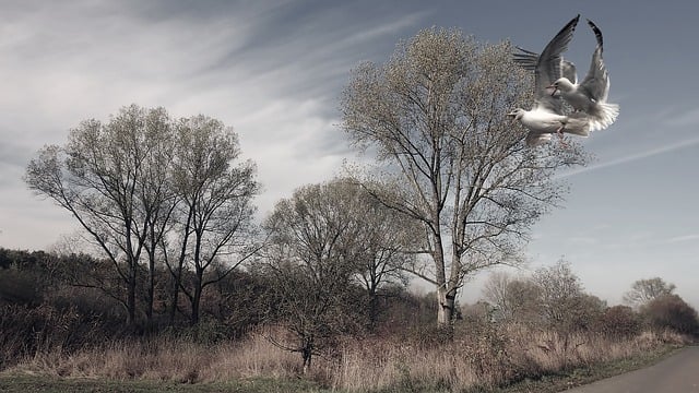 Free landscape trees birds illustration