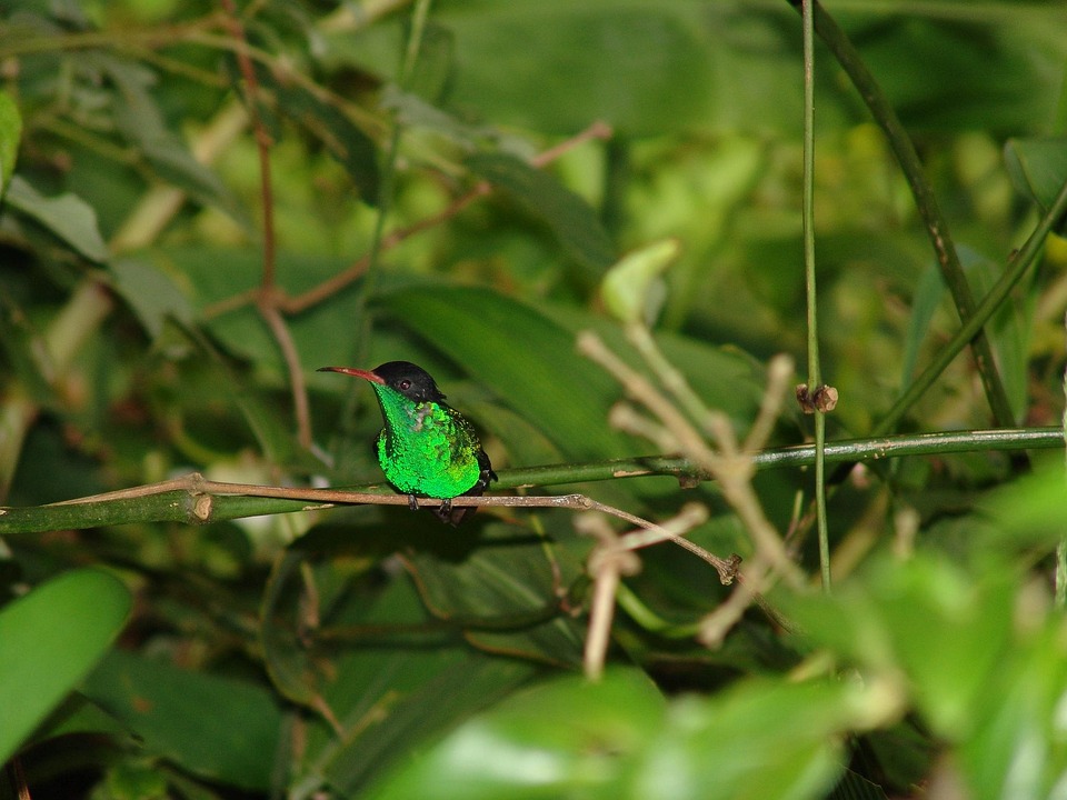 Jamaica Bird Doctors - Free photo on Pixabay