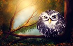 owl, bird, forest