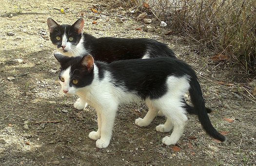 Katte, Maskot, Dyr