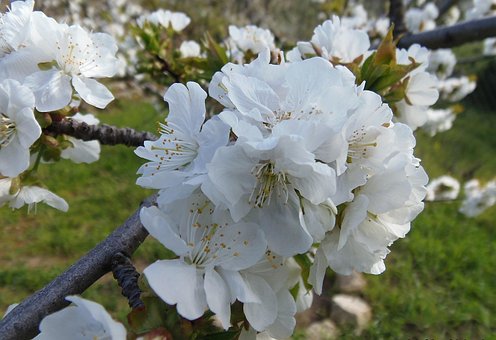 Kirsebærblomst, Blomster, Natur, Forår