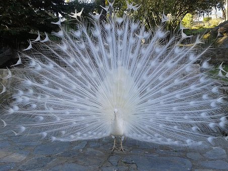 Peacock, Hvid, Frieri, Natur, Fugl
