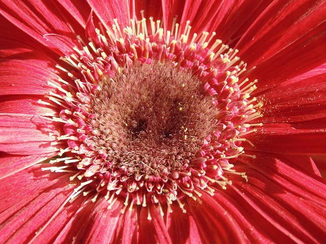 Free Gerbera Flower photo and picture
