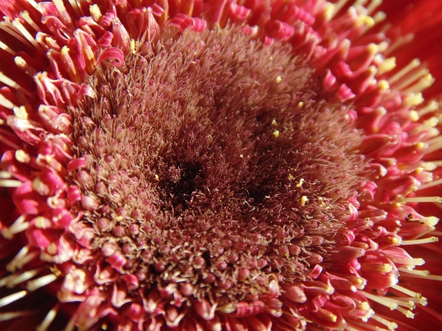 Free Gerbera Flower photo and picture