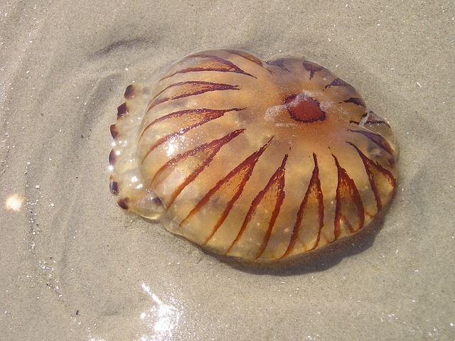 Medusa, Mar, Playa, Animal Marino