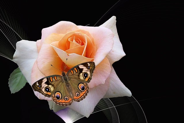 Free flower blossom bloom illustration