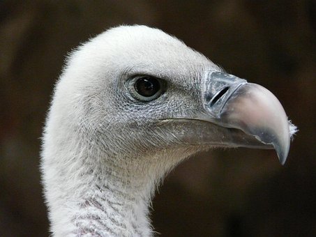 Free Vulture Ruppel Vulture photo and picture