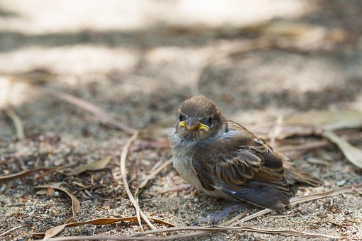 Birdie, Spurv, Lille, Hvalp, Tabt, Næb