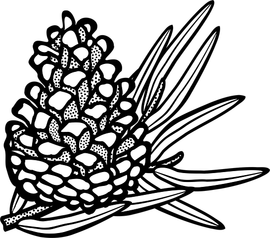 30+ Free Pine Cone &amp; Pine Vectors