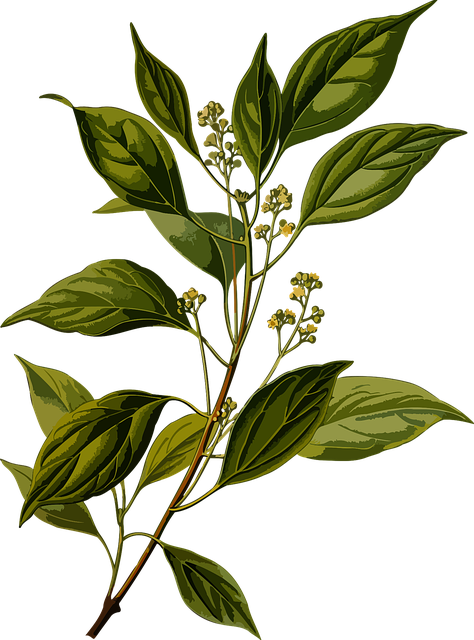 Free branch nature camphor illustration
