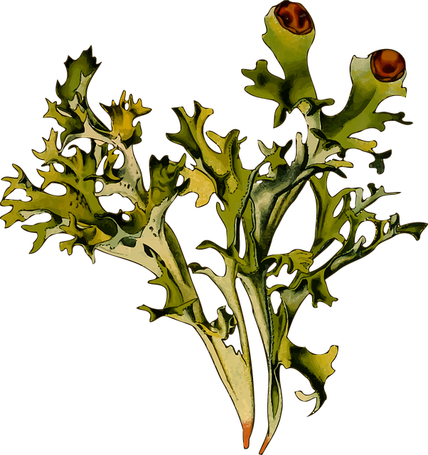 Free herbal iceland moss lichen vector