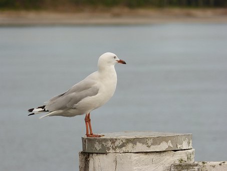 Möwe, Meer, Vogel, Tierwelt, Seevögel