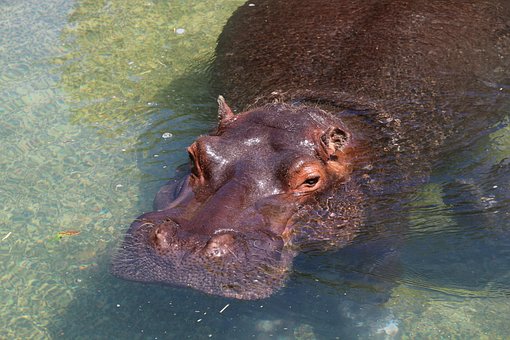 Free Hippopotamus Hippo photo and picture