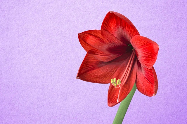Download free HD stock image of Drawing Flower Free drawing flower nature illustration