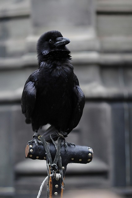 Free Crow Bird photo and picture