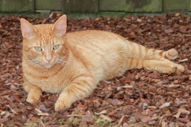 Free Cat Red photo and picture
