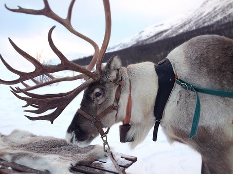 Reindeer, Norway, Snow, Sami, Mammal