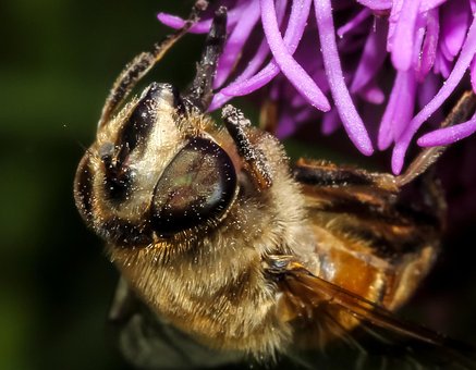 Free Bee Insect photo and picture