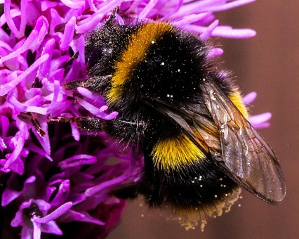 Free Bee Insect photo and picture