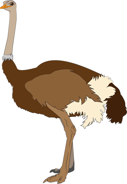 Free africa animal bird vector